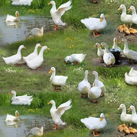 Farm Animals - Ducks in Green